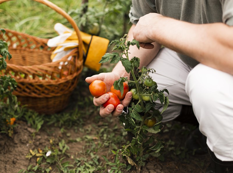 Workshop moestuin voor beginners